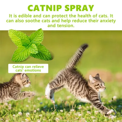 IntiMeg 100ml Spray apaisant pour chat - Herbe à chat