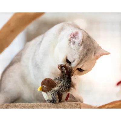 IntiMeg Jouet interactif pour chat