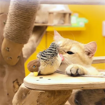 IntiMeg Jouet interactif pour chat