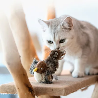IntiMeg Jouet interactif pour chat