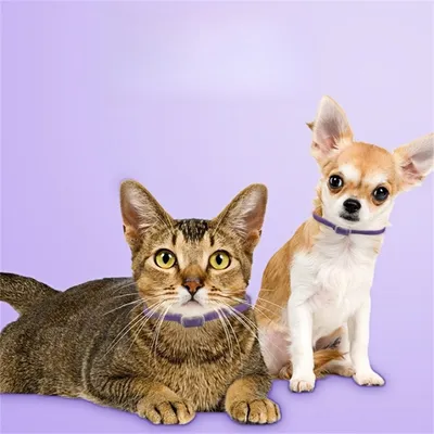 IntiMeg Colliers apaisants pour chats et chiens