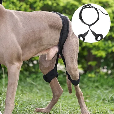 IntiMeg Ceinture d'entraînement de réhabilitation
