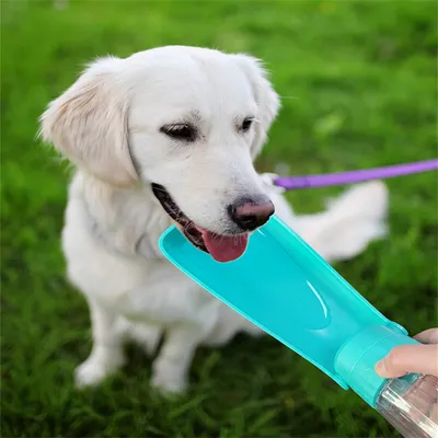 FurryFusion - Bouteille d'eau portable de 550 ml