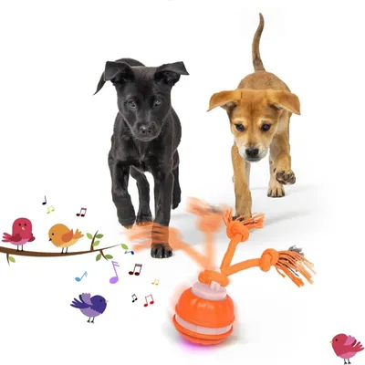 FurryFusion Balle interactive pour chien