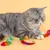 FurryFusion - Jouets pour chat - boule élastique