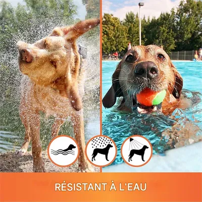 FurryFusion Collier anti-puces et anti-tiques pour chien