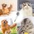 FurryFusion Brosse pour chat autonettoyante