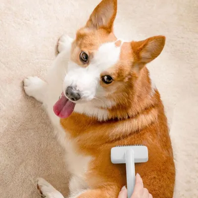 FurryFusion Peigne pour animaux de compagnie - élimine les poils morts