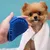 FurryFusion Brosse en silicone pour animaux de compagnie