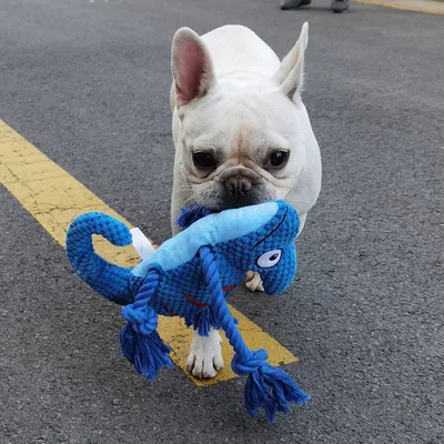 FurryFusion caméléon Jouet en peluche pour chien