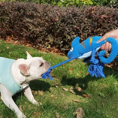 FurryFusion caméléon Jouet en peluche pour chien