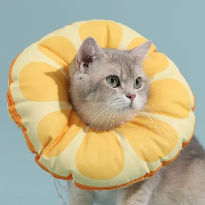 FurryFusion Collier anti-léchage pour chat