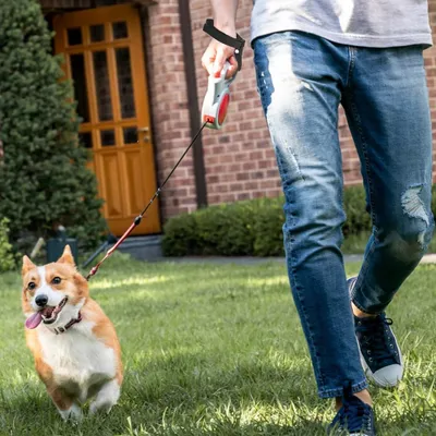 FurryFusion Laisse courte pour chien