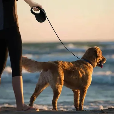 FurryFusion Correa retráctil para perros - 5 m