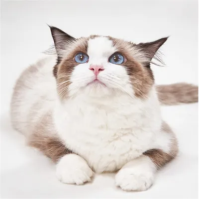 FurryFusion - Tondeuse à Poils pour Animaux (2000 mAh)