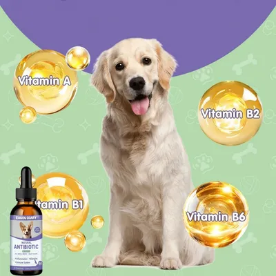 FurryFusion Antibiotiques pour Chiens