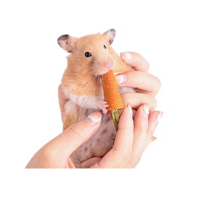 FurryFusion Galletas de zanahoria para animales pequeños