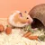 FurryFusion Biscuits aux carottes pour petits animaux