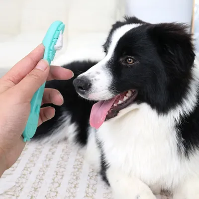 FurryFusion Kit de brosse à dents et dentifrice pour chien