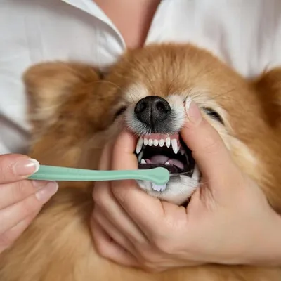 FurryFusion Juego de 4 cepillos de dientes