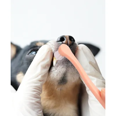 FurryFusion Lot de 4 Brosses à Dents