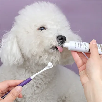 FurryFusion - Lot de Brosse à Dents et Dentifrice