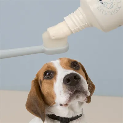 FurryFusion - Kit Dentifrice et Brosse à Dents