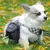 FurryFusion Multifunktionshund mit Pommes FurryFusion Multifunktionshund mit Pommes