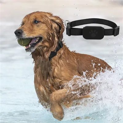 FurryFusion - Collier GPS Tracker pour Chats