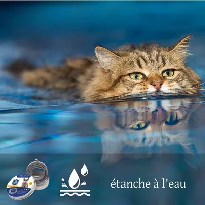 FurryFusion Collier anti-puces et anti-tiques pour  chat