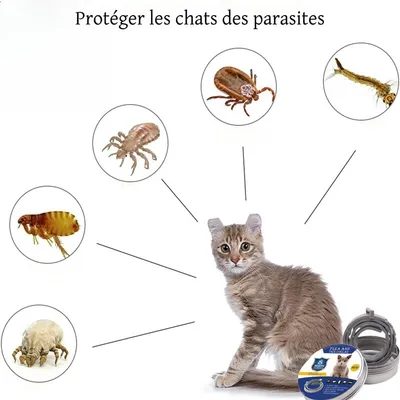 FurryFusion Collier anti-puces et anti-tiques pour  chat