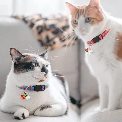 FurryFusion Collier pour Chat - Avec Cloche