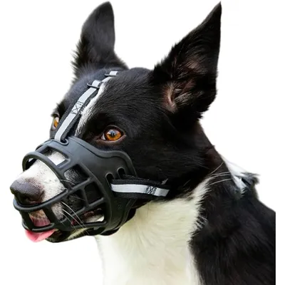 FurryFusion Muselière Pour Chien - En Mailles