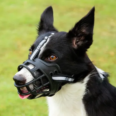 FurryFusion Muselière Pour Chien - En Mailles