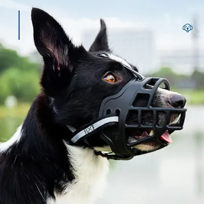 FurryFusion Muselière Pour Chien - En Mailles