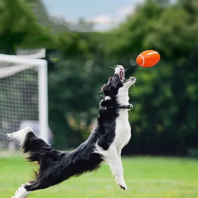 FurryFusion Rugby pour chien, en caoutchouc naturel, sonore