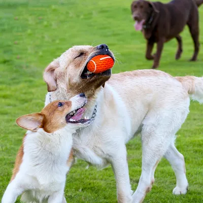 FurryFusion Rugby pour chien, en caoutchouc naturel, sonore