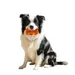 FurryFusion Bâton à mâcher en caoutchouc naturel pour chien