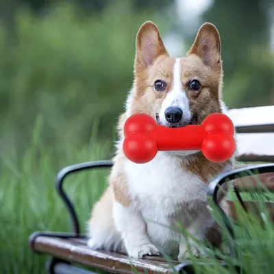 FurryFusion Jouet de dentition pour chien