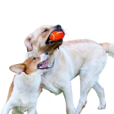 FurryFusion Rugby pour chien, en caoutchouc naturel, sonore