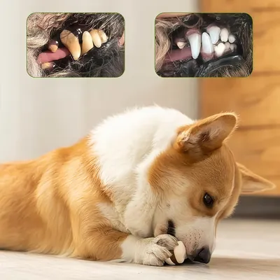 FurryFusion Jouets à Mâcher pour Chien