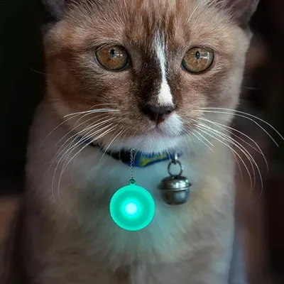 FurryFusion Pendentif lumineux pour collier