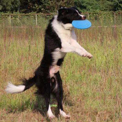FurryFusion Jeu de frisbee pour chien, léger et résistant aux mordilles
