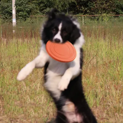 FurryFusion Jeu de frisbee pour chien, léger et résistant aux mordilles
