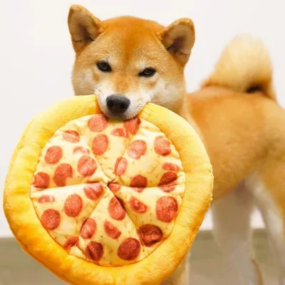 FurryFusion Jouet à pizza en peluche pour chien et chat