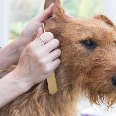 FurryFusion - Couteau à trimmer pour chien