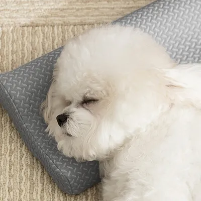 FurryFusion Oreiller pour animaux