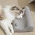 FurryFusion Oreiller pour animaux