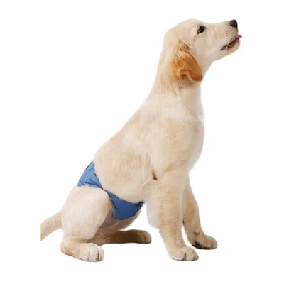 FurryFusion Couche lavable pour chien