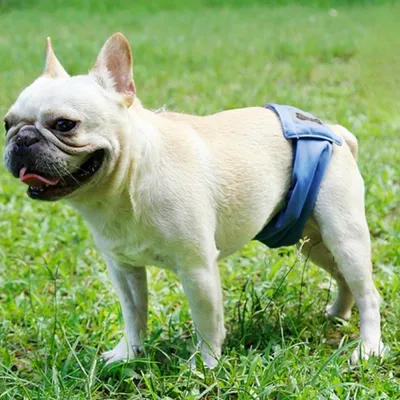 FurryFusion Couche lavable pour chien